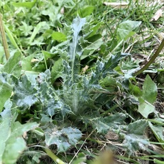 Cirsium arvense