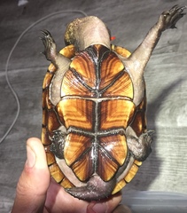 Kinosternon steindachneri