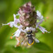 African Carder Bee - Photo (c) Erica Siegel, some rights reserved (CC BY-NC), uploaded by Erica Siegel