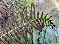 Blechnum attenuatum