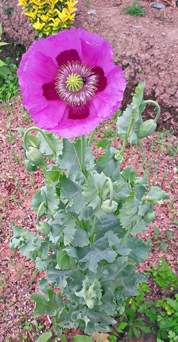 Papaver somniferum