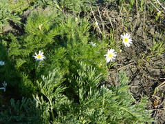 Tripleurospermum inodorum