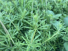 Galium aparine