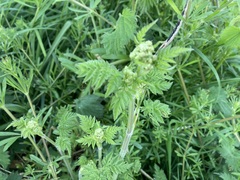 Anthriscus sylvestris