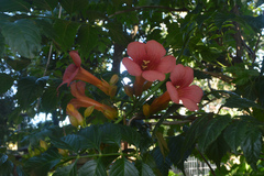 Campsis grandiflora