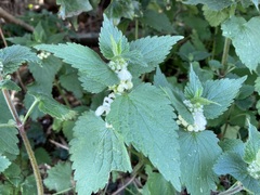 Lamium album