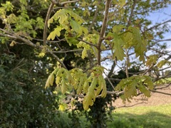 Quercus robur