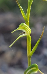 Pterostylis daintreana