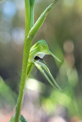 Pterostylis daintreana