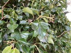 Hedera helix