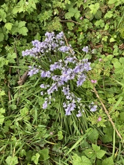 Hyacinthoides × massartiana