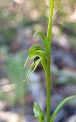 Pterostylis daintreana