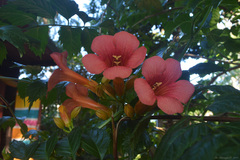 Campsis grandiflora