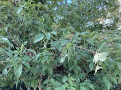 Sambucus nigra