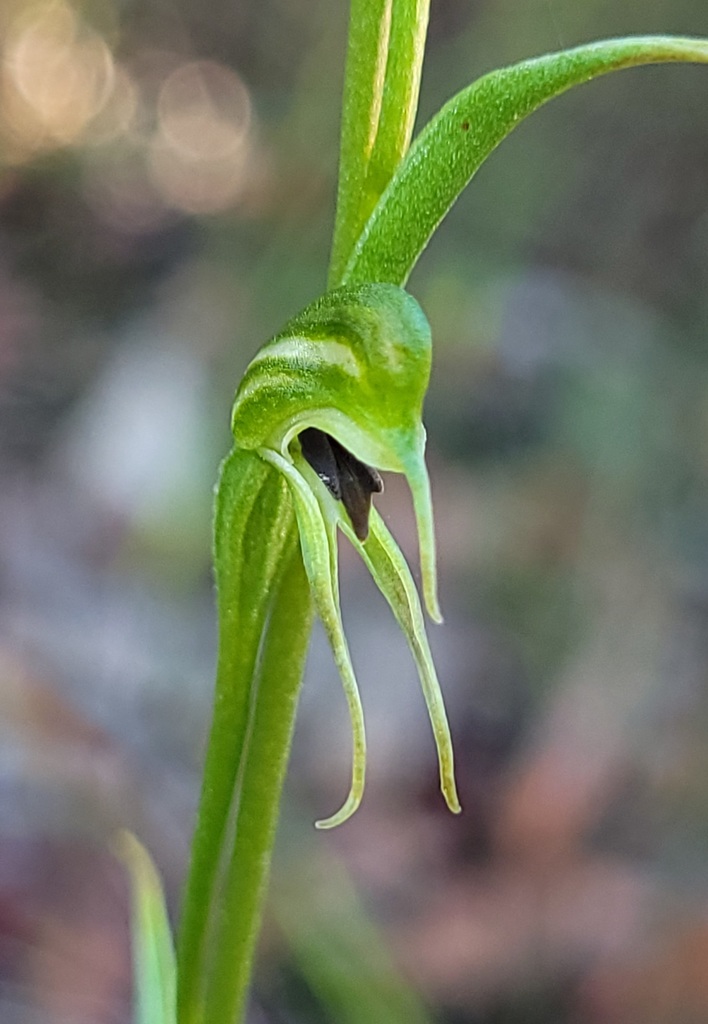 Pterostylis daintreana