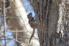 Glaucomys volans volans