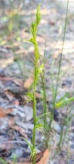 Pterostylis daintreana