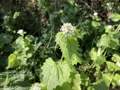 Alliaria petiolata