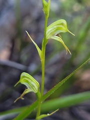 Pterostylis daintreana