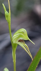 Pterostylis daintreana