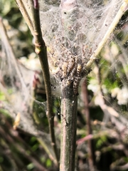 Yponomeuta cagnagella