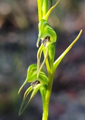 Pterostylis daintreana