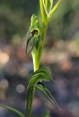 Pterostylis daintreana