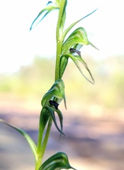 Pterostylis daintreana