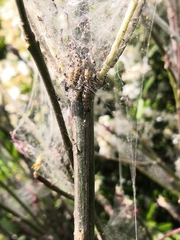 Yponomeuta cagnagella