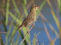 Euplectes capensis capensis