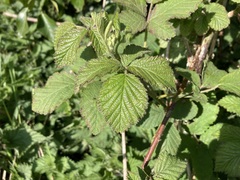 Rubus