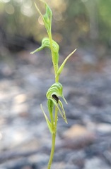 Pterostylis daintreana