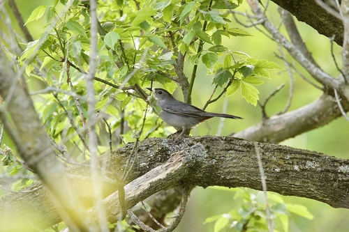 Gray Catbird photographed in Kentucky