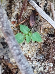 Pterostylis daintreana