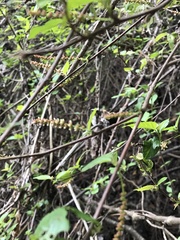 Angiospermae