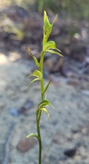 Pterostylis daintreana