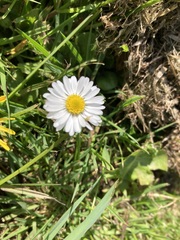 Bellis perennis