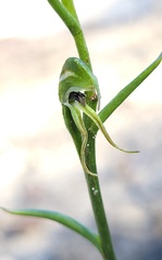 Pterostylis daintreana