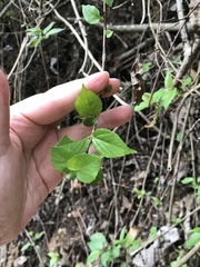 Angiospermae
