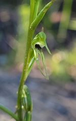 Pterostylis daintreana