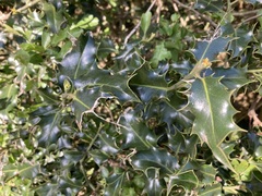 Ilex aquifolium
