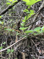 Angiospermae