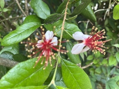 Feijoa