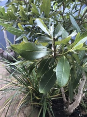 Syzygium guineense