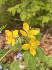 Chelidonium