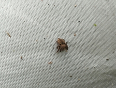 Carrhotus coronatus