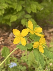 Chelidonium