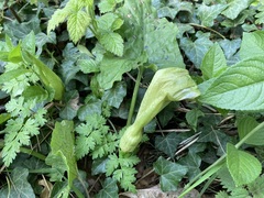 Arum maculatum