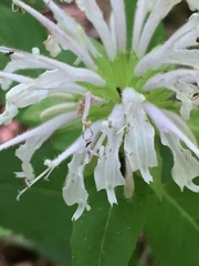 Monarda austroappalachiana