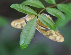 Dryas iulia